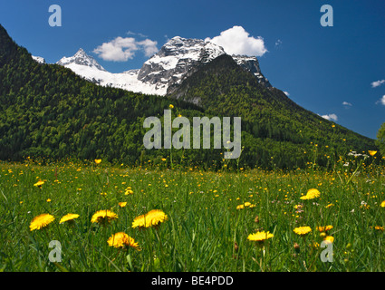 Loferer Steinberge massiv, Löwenzahn Wiese, Salzburger Land, Österreich, Europa Stockfoto