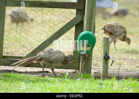 Young Fasan Phasianus Colchicus Fütterung in und um ein Release Stift auf sportliche Anwesen. Stockfoto