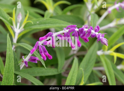 Mexikanische Bush Salbei, Salvia Leucantha, Lamiaceae, zentralen und östlichen Mexiko, Nordamerika. Stockfoto