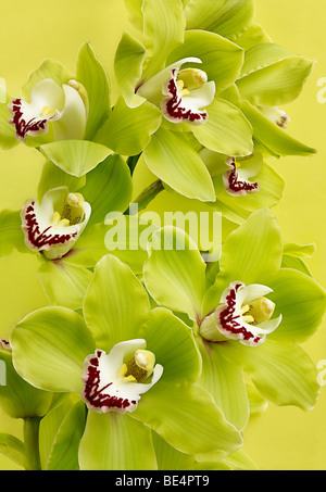 Cymbidium Orchidee Flowerr hochwertige scharfe Datei Stockfoto