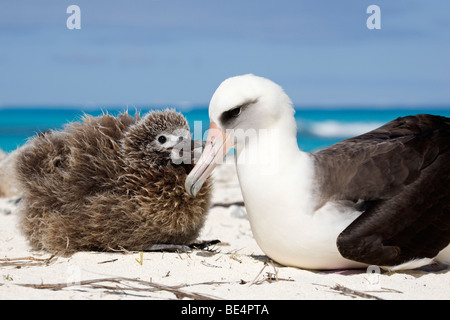 Das Küken von Albatross, das auf dem Midway-Atoll im Nordwesten Hawaiis bettelte, von den Eltern gefüttert zu werden Stockfoto