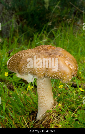 Das Rouge, Amanita Rubescens, Fliegenpilz. Die gelben Blüten im Hintergrund sind Blutwurz. Stockfoto