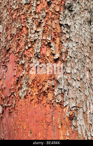 Rinde der pazifischen Madrone, Arbutus oder Erdbeerbaum (Arbutus Menziesii), Victoria, Vancouver Island, Kanada Stockfoto