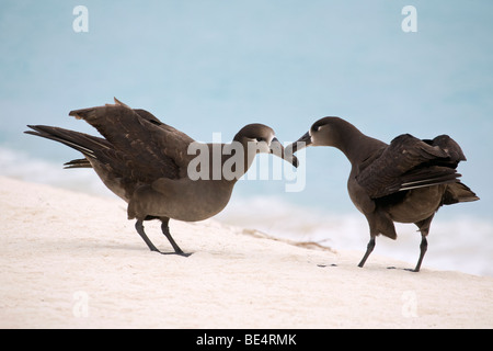 Schwarzfuß-Albatross-Tanzpaare am Strand des Midway Atolls im Pazifischen Ozean (Phoebastria nigripes) Stockfoto