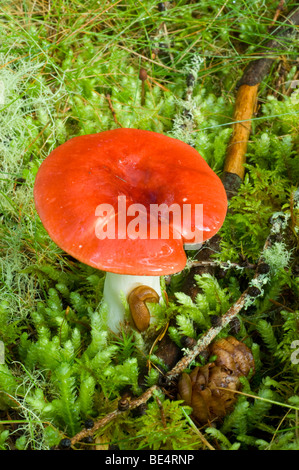 Sickener, ubling Emetica, Fliegenpilz, wachsenden unter Moos und Flechten auf Waldboden Stockfoto