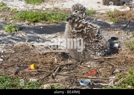 Laysan Albatros Küken mit Kunststoff bleiben aus dem Magen eines Toten Vogels, die zuvor aufgenommenen Schmutz, Midway-Atoll Stockfoto