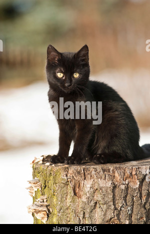 Hauskatze, 14 Wochen, sitzen auf einem Baumstamm Stockfoto