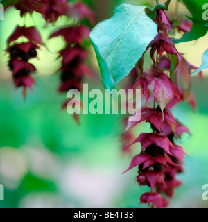 Leycesteria Formosa rosa hängenden Blüten und Beeren - Fine Art Fotografie Jane Ann Butler Fotografie JABP611 Stockfoto