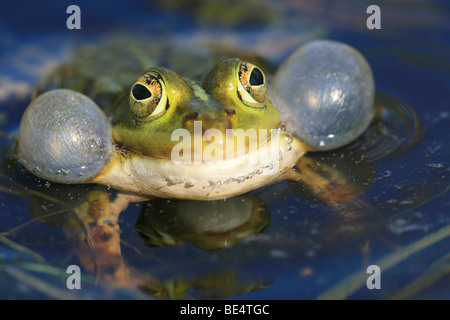 Essbare Frosch (Rana Esculenta), ruft männliche mit vocal Säcke
