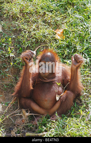 Bornean Orang-Utans (Pongo Pygmaeus), Samboja Lestari, Ost-Kalimantan, Borneo, Indonesien Stockfoto