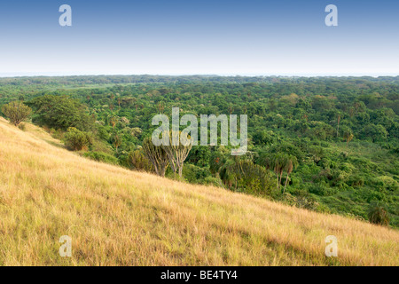 Blick über den Kitabule Sumpf Wald am Pelican Point in Queen Elizabeth National Park im Westen Ugandas. Stockfoto