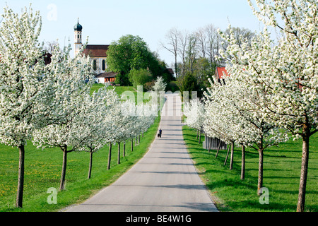 Allee mit blühenden Bäumen Stockfoto