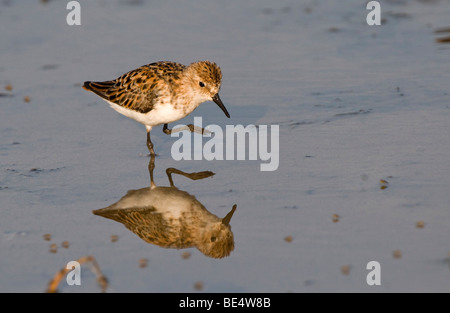 Zwergstrandläufer (Calidris Minuta) Stockfoto