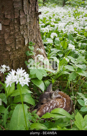 Europäische Rehe (Capreolus Capreolus) Kitz in Bärlauch Stockfoto