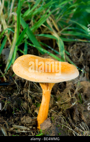 Falscher Pfifferling Pilz, Hygrophoropsis Aurantiaca. Stockfoto