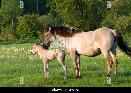 Konik-Pferd, Stute und Fohlen, Pielach in der Nähe von Loosdorf, Upper Austria, Europe Stockfoto
