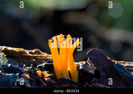Gelbe Geweih Pilze, Calocera Viscosa, wachsen auf Waldboden. Auch bekannt als Stagshorn, Hirsch Horn oder Gelee Geweih Pilz. Stockfoto