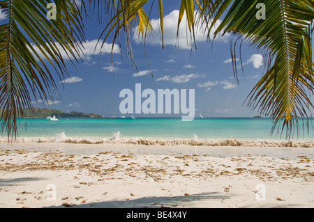 Kokospalme lässt auf einen Strand Anse Volbert Cote d ' or, Insel Praslin, Seychellen, Afrika, indischen Ozean Stockfoto