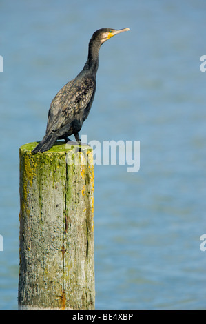 Kormoran, Phalacrocorax Carbo, thront auf einem hölzernen Pfosten über Wasser Stockfoto