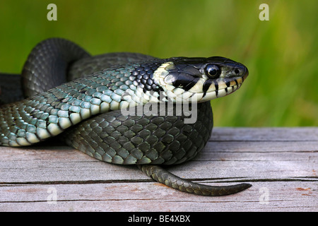 Ringelnatter, beringt Schlange (Natrix Natrix) Stockfoto