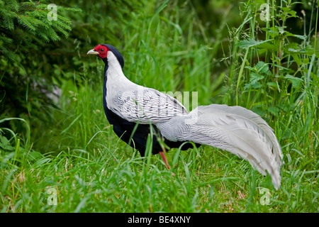 Silberne Fasan (Lophura Nycthemera), Männlich Stockfoto