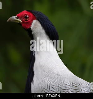 Silberne Fasan (Lophura Nycthemera), Männlich Stockfoto