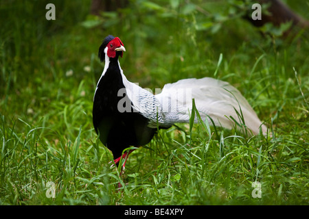 Silberne Fasan (Lophura Nycthemera), Männlich Stockfoto