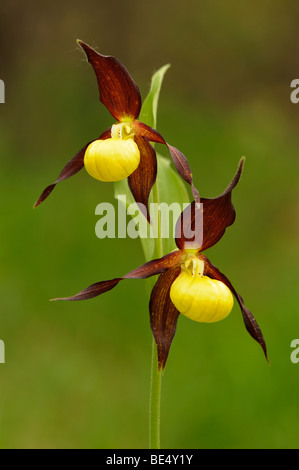 Gelbe Frauenschuh (Cypripedium Calceolus), gelbe Blüte Stockfoto