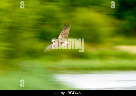 Fischadler Pandion Haliaetus, Erwachsenen fliegen aus einem See in fallenden Regen. Stockfoto
