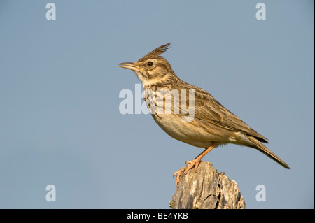 Erklommene Lerche (Galerida Cristata) Stockfoto