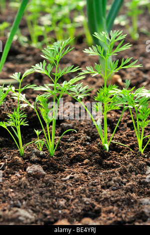 Karotte-Sämlinge in einer Zeile, Stockfoto