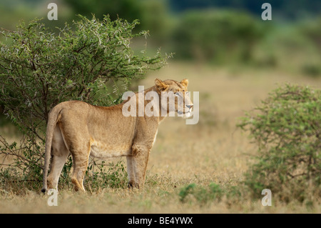 Löwe (Panthero Leo), Krüger Nationalpark, Südafrika Stockfoto