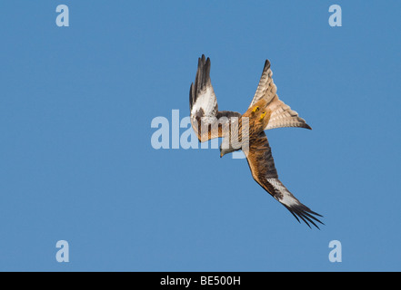 Rotmilan (Milvus Milvus) fliegen, Tauchen. Stockfoto