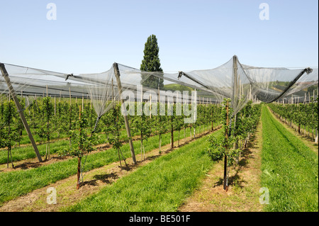 Weinbau-Weinberg in der Nähe von Überlingen am Bodensee, Baden-Württemberg, Deutschland, Europa Stockfoto