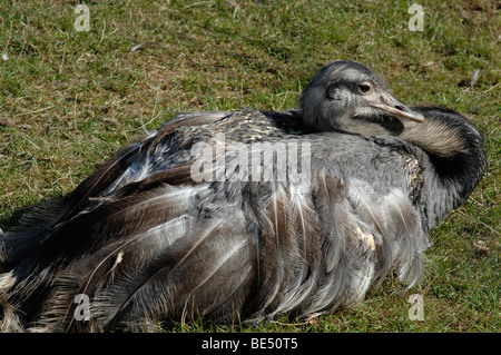 Rhea ruht in der warmen Sonne Stockfoto