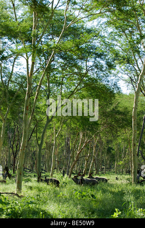 Nyala (Tragelaphus Angasi), Krüger Nationalpark, Südafrika Stockfoto
