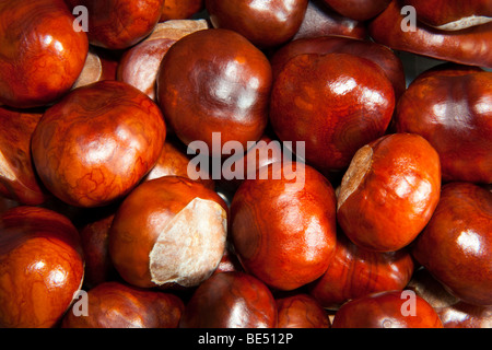 Conkers oder Rosskastanie Aesculus Hippocastanum Samen UK Herbst Stockfoto