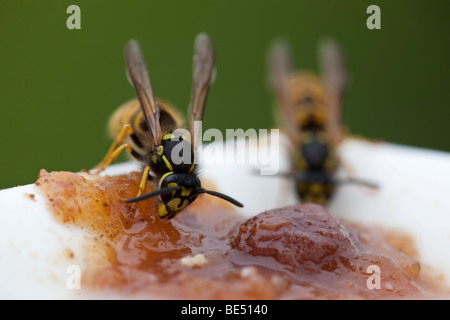 Wespen Essen chutney Stockfoto