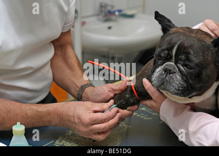 Französische Bulldogge an den Tierarzt, Vorbereitung für Blutentnahme Stockfoto