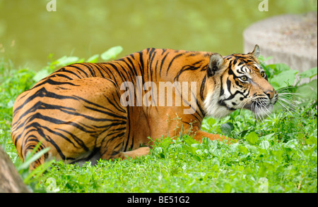 Sumatra-Tiger (Panthera Tigris Sumatrae) Stockfoto