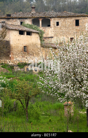 Frühling Blüten und alten steinernen Bauernhäuser in der Toskana Stockfoto