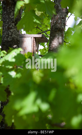 Vogelhaus auf Ahornbaum, Finnland Stockfoto