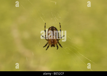 Eine Kreuzspinne (Araneus Diadematus) wartet geduldig. Stockfoto