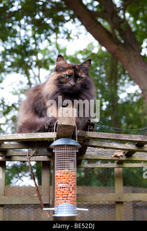 Norwegische Waldkatze sitzt über ein Futterhäuschen für Vögel warten. Stockfoto