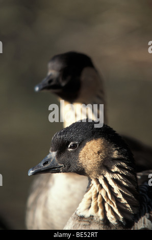 Hawaiianische Gans oder Nene bei Slimbridge Wildfowl Trust in Gloucestershire, england Stockfoto