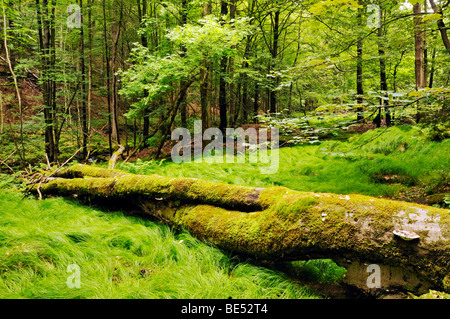 Urwald in das Vessertal Tal, Biosphaerenreservat Vessertal-Thueringer Wald, Biosphäre reservieren Behälters Tal-Thuring Stockfoto