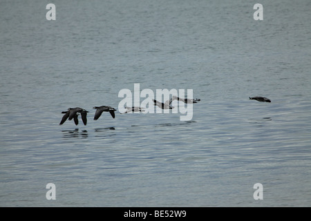 Weißwangengans fliegen über dem arktischen Ozean Stockfoto