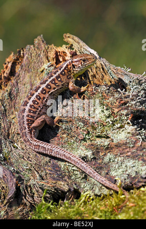 Sand-Eidechse (Lacerta Agilis), schwangere Frauen Stockfoto