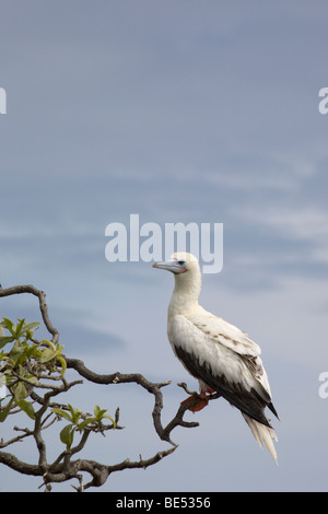 Red-footed Booby (Sula sula Rubripes), weiße Farbvariante auf Midway Atoll Stockfoto