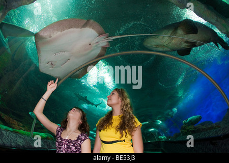 Junge Leute beobachten Fische in einem Aquarium, Sentosa Amusement Park, Singapur, Südostasien Stockfoto